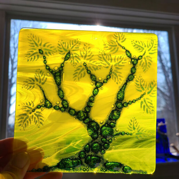 Yellow bristlecone pine, fused glass, 6"×6"